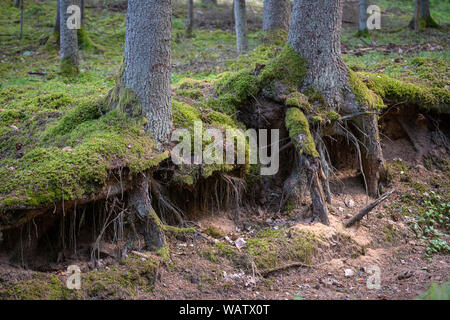 Pine tree roots at the forest canopy surface. Mossy tree root coming of the ground in the woods. Stock Photo