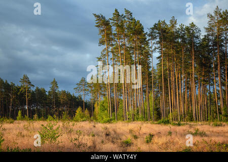 Area of deforestation of vegetation in the pine forest. Vast empty fields by the forest. Concept of forest felling, wood problem, ecology Stock Photo