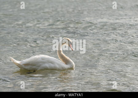 White swan swimming and looking for food under water in the lake. Beautiful wild swan bird floating on the water surface and feeding Stock Photo