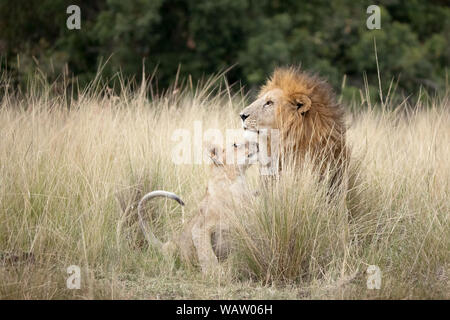 Young lion cub looking up to his father in the long grass of the Masai Mara, Kenya. The adult lion looks prond whilst the cub looks playful. Stock Photo