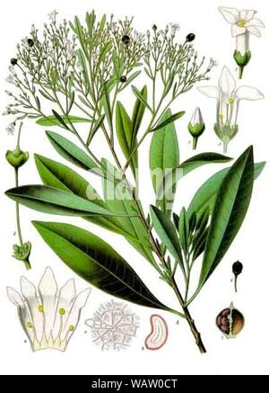 Duboisia myoporoides - Köhler–s Medizinal-Pflanzen-055. Stock Photo