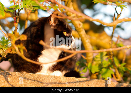 Black and white cat relaxing on a wall Stock Photo