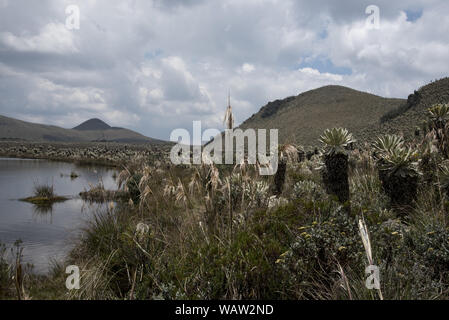 Grass and frailejones or Espeletia growing at Laguna Voladero on the Páramo highland in the Reserve Ecológica El Ángel at 3800 meters in Ecuador. Stock Photo