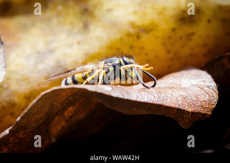 Female of paper wasp Stock Photo