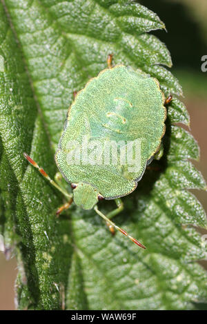 Common Green Shield Bug nymph – Palomena prasina Stock Photo