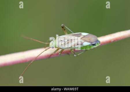 Lucerne Bug Adelphocoris lineolatus Stock Photo