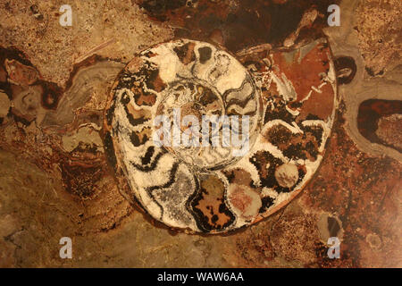 Ammonite (Goniatite) Fossils, Morocco Stock Photo