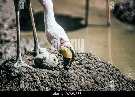 James' Flamingo (Phoenicopterus jamesi).Bird with an egg at the Wildfowl & Wetlands Trust,Slimbridge. Gloucs. England. Stock Photo