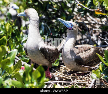 Red-Footed Booby (Sula nebouxii).Pair of adults on the nest.Tower Island.Galapagos Islands.Ecuador. Stock Photo