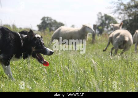 16 July 2019, Schleswig-Holstein, Ahrenviöl: A Border Collie's herding a herd of sheep. The European Championship of Herding Dogs will take place in Wittbek in Schleswig-Holstein from 22 to 25 August 2019. At the 'Continental Sheepdog Championship' about 18 nations of the European continent are represented. (started at dpa ''European Championship of Herding Dogs' in Schleswig-Holstein') Photo: Wolfgang Runge/dpa Stock Photo