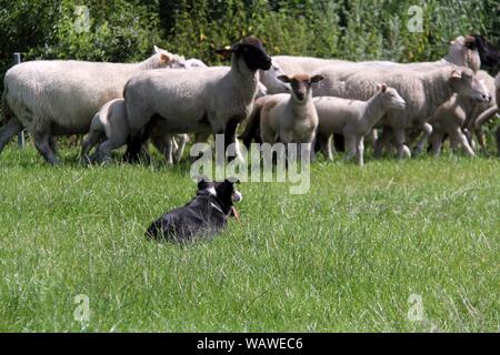 16 July 2019, Schleswig-Holstein, Ahrenviöl: A Border Collie's herding a herd of sheep. The European Championship of Herding Dogs will take place in Wittbek in Schleswig-Holstein from 22 - 25 August 2019. At the 'Continental Sheepdog Championship' about 18 nations of the European continent are represented. (started at dpa ''European Championship of Herding Dogs' in Schleswig-Holstein') Photo: Wolfgang Runge/dpa Stock Photo