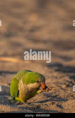 Parakeet, parrot, Monk parakeet ,Costa del Sol, Spain Stock Photo