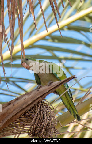 Parakeet, parrot, Monk parakeet ,Costa del Sol, Spain Stock Photo