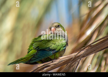 Parakeet, parrot, Monk parakeet ,Costa del Sol, Spain Stock Photo