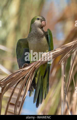 Parakeet, parrot, Monk parakeet ,Costa del Sol, Spain Stock Photo