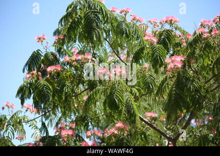 Clavellina tree at the end of the spring. Tree branches detail. Stock Photo