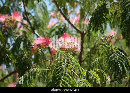 Clavellina tree at the end of the spring. Tree blossom close-up Stock Photo