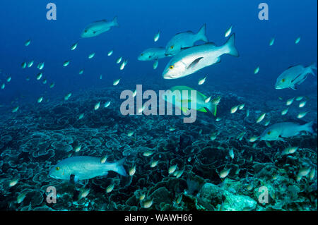 Red snappers, Lutjanus bohar, over pristine foliose hard corals in Raja Ampat Indonesia. Stock Photo