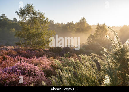 Lowland heath landscape at Crooksbury Common in Surrey, England, UK, on a summer morning with colourful flowering heather Stock Photo