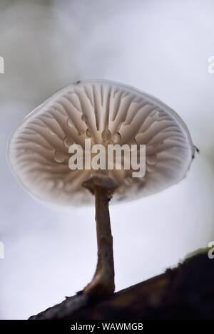 Porcelain fungus (Oudemansiella mucida) with water droplets on the underside, Harz, Saxony-Anhalt, Germany Stock Photo