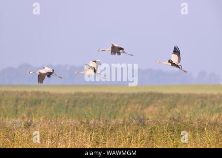Four cranes (Grus grus) flying over a wet meadow, Fischland-Darss-Zingst, Mecklenburg-Western Pomerania, Germany Stock Photo
