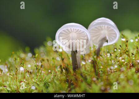 Porcelain fungi (Oudemansiella mucida) on a mossy trunk, Harz, Saxony-Anhalt, Germany Stock Photo