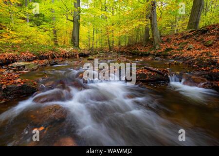 Mountain stream Ilse flows over stones through autumnal forest, Saxony-Anhalt, Germany Stock Photo