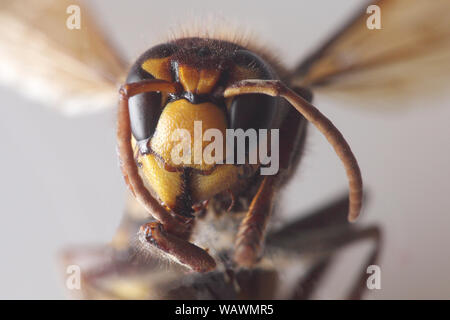the bumblebee - vespa crabro - macro close-up Stock Photo