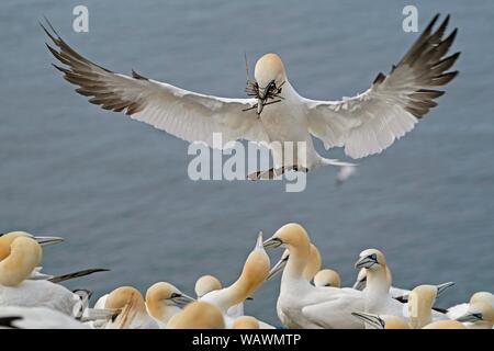 Northern gannet (Sula bassana), flying with nesting material over breeding colony, Helgoland, Schleswig-Holstein, Germany Stock Photo