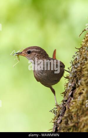 Eurasian wren (Troglodytes troglodytes), old bird with food in its beak on a mossy tree, Nature Park Peental, Mecklenburg-Western Pomerania, Germany Stock Photo