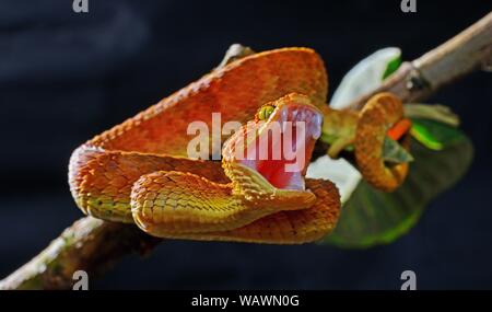 Mayombe Bush-Viper (Atheris squamigera anisolepis), biting, on a branch, captive, Central Africa Stock Photo