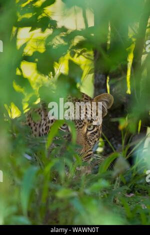 Leopard (Panthera pardus), hidden in the bushes, animal portrait, Masai Mara National Reserve, Kenya Stock Photo
