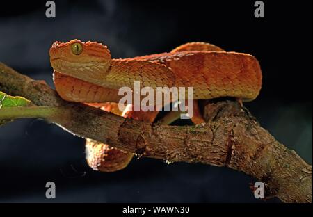 Portrait of Bush viper (Atheris squamigera) on a branch on black back  ground Stock Photo - Alamy