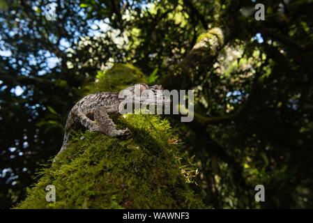 Giant leaf-tailed gecko (Uroplatus giganteus) on mossed tree trunk, Montagne d'Ambre National Park, North Madagascar, Madagascar Stock Photo