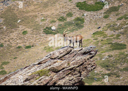 Spanish ibex, Spanish wild goat, or Iberian wild goat (Capra pyrenaica), on the tip of a rock. Sierra Nevada, Granada, Spain. Stock Photo