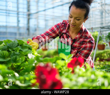 African american working in a botanical garden. Stock Photo