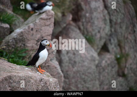 Puffin on cliff edge at Bullers of Buchan, near Cruden Bay, Aberdeenshire Stock Photo