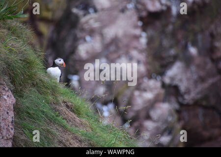 Puffin on cliff edge at Bullers of Buchan, near Cruden Bay, Aberdeenshire Stock Photo