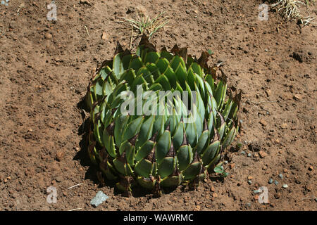 Spiral aloe, Basotho Cultural Village, Free State, South Africa Stock Photo