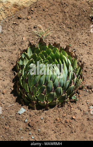 Spiral aloe, Basotho Cultural Village, Free State, South Africa Stock Photo