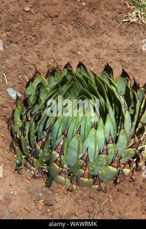 Spiral aloe, Basotho Cultural Village, Free State, South Africa Stock Photo