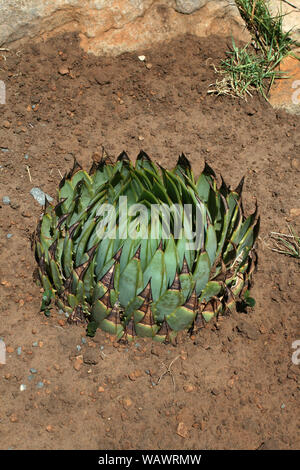 Spiral aloe, Basotho Cultural Village, Free State, South Africa Stock Photo