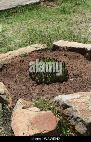 Spiral aloe, Basotho Cultural Village, Free State, South Africa Stock Photo