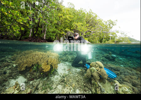 Wildlife photographer Tim Laman filming over-under mangroves and coral reef in Raja Ampat Indonesia. Stock Photo