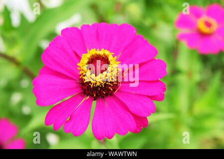 Purple flower blossoming  reveals yellow pollen with  natural green leaves in the background,Zinnia , Zinnia violacea Cav Stock Photo