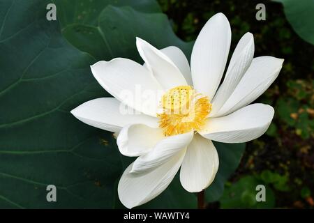 The big white lotus is blossoming revealing yellow pollen with natural dark green background, Thailand Stock Photo
