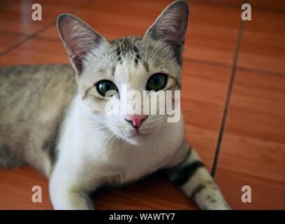 Close - up white striped face with pink nose and green eyes of The gray  tabby cat Stock Photo