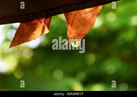 Drop of water droplet falling from the brown leaf with natural green background, The freshness of the rainy season Stock Photo