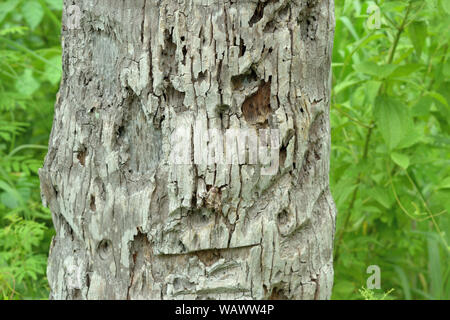 Human face pattern on coconut tree trunk with natural green background, Gray surface crack in nature Stock Photo