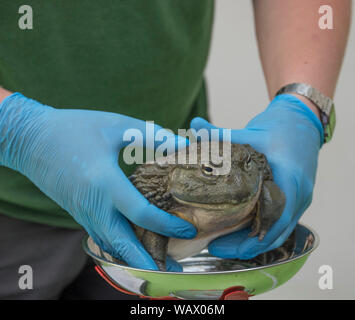 ZSL, London, UK. 22nd August 2019. Reptiles, including Jabba the 900g African Bullfrog, are weighed at the annual weigh-in, an opportunity for keepers at ZSL London Zoo to make sure the information they’ve recorded is up-to-date and accurate, as each measurement is then added to the Zoological Information Management System (ZIMS), a database shared with zoos all over the world that helps zookeepers to compare important information on thousands of endangered species. Credit: Malcolm Park/Alamy Live News. Stock Photo